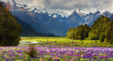 Valley of flowers